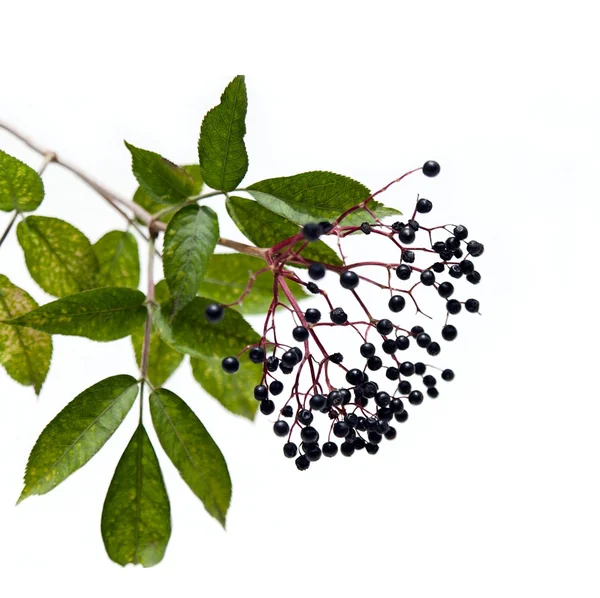 Red elderberry Stock Photos, Royalty Free Red elderberry Images