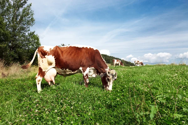 Vacas em terras agrícolas — Fotografia de Stock
