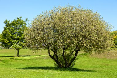 golf sahasındaki yeşil ağaçlar