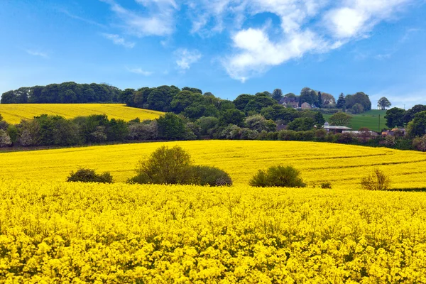 Engelska landsbygd — Stockfoto