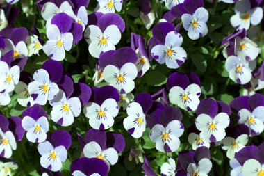 Menekşe homo çiçekler