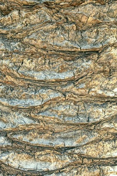 Palm tree trunk achtergrond — Stockfoto