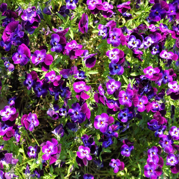 Stiefmütterchen in verschiedenen Farben — Stockfoto