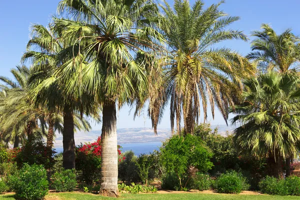 Israel,Sea of Galilee, Mount of Beatitudes, gardens — Stock Photo, Image