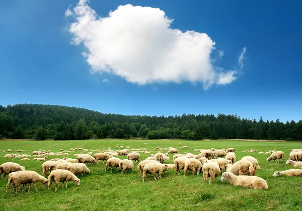 Kudde schapen — Stockfoto