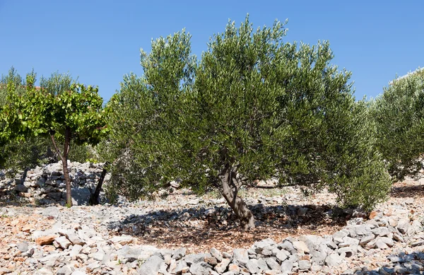 Olive tree — Stock Photo, Image