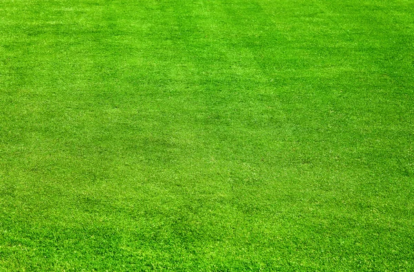 Gras immer grüner — Stockfoto