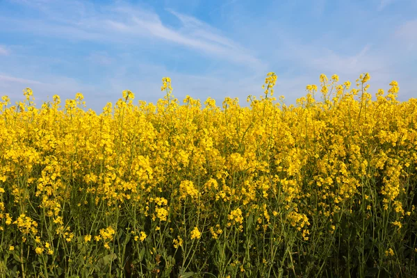 Rapsfeld, Pflanze für grüne Energie — Stockfoto