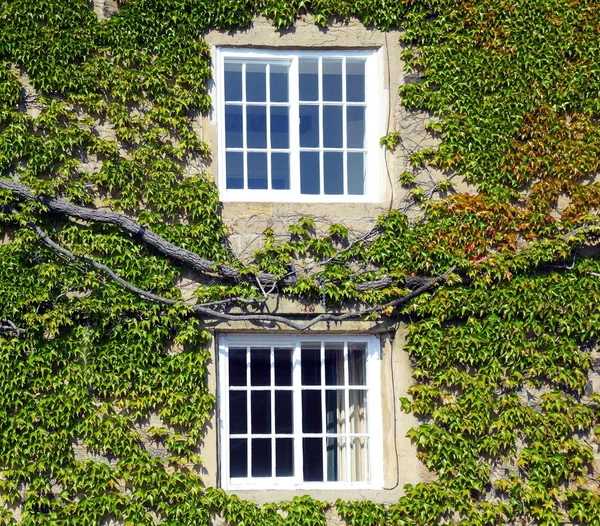 Windows bland gröna naturen — Stockfoto