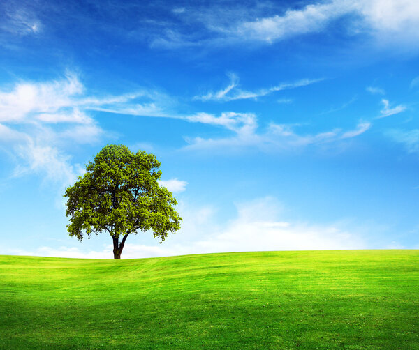 Field,tree and blue sky