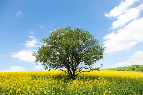 Árvore solitária no campo de colza amarelo — Fotografia de Stock