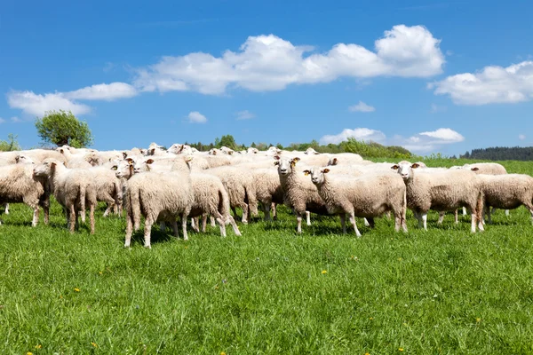 羊の群れ — ストック写真