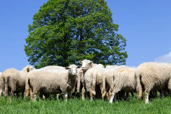 Moutons regardant caméra — Photo