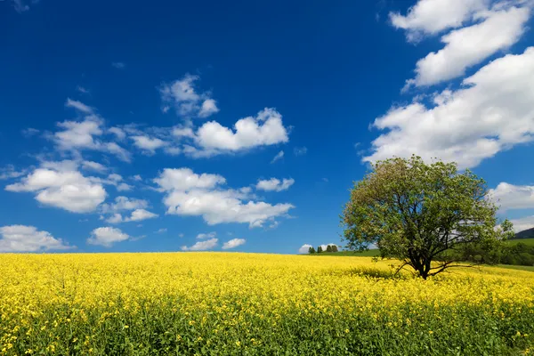 Поле ріпаку з красивою хмарою рослина для зеленої енергії — стокове фото