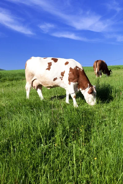 Vacas em um pasto de verão — Fotografia de Stock