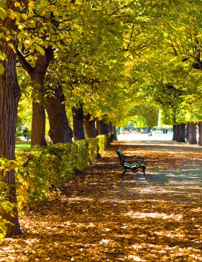 Sonbahar parkında renkli yapraklar