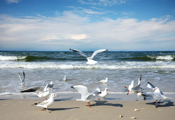 Gaviotas — Foto de Stock