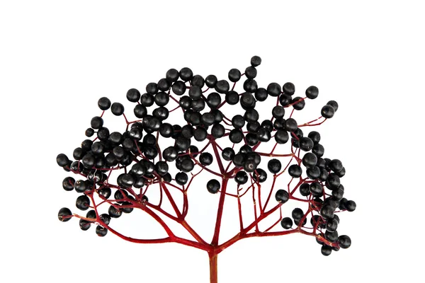 Black Elderberry isolado no fundo branco — Fotografia de Stock