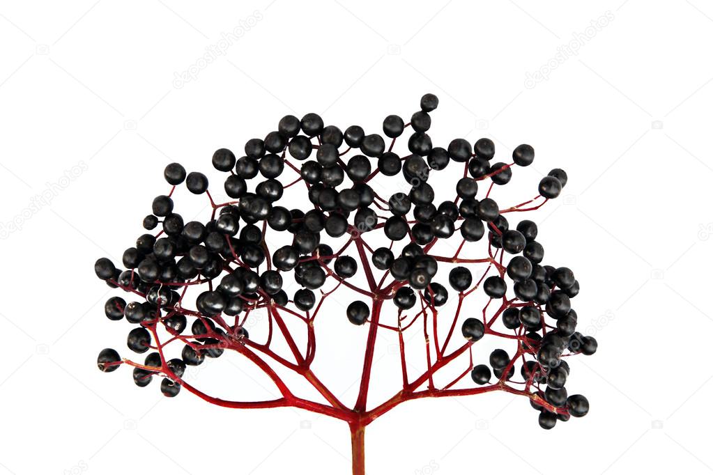 Black Elderberry isolated on white background