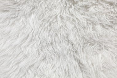 Wool background. Detail of sheep fur clipart