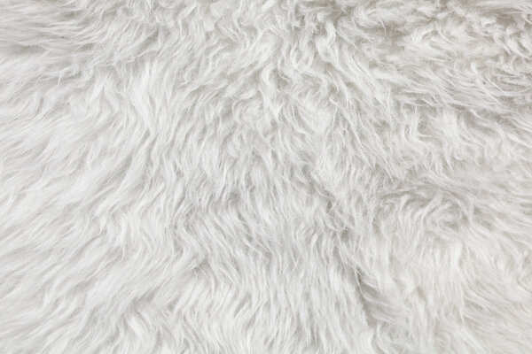 Wool background. Detail of sheep fur