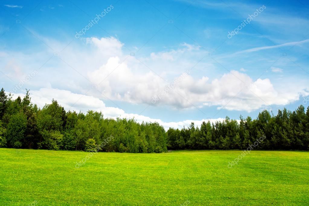 Field trees and blue sky