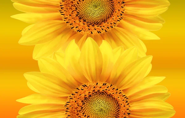 Sunflower background — Stock Photo, Image