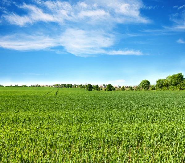 Campo de grama verde e céu azul perfeito — Fotografia de Stock