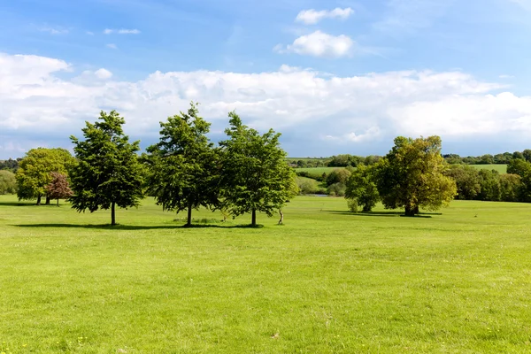 Campo di erba verde e albero — Foto Stock