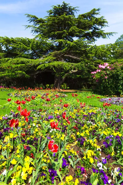 Camas de flores coloridas em um atraente jardim formal inglês — Fotografia de Stock