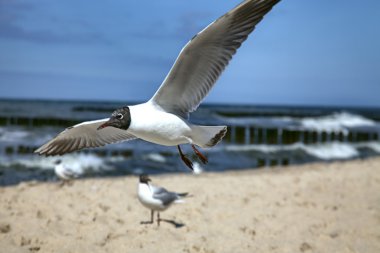 deniz üzerinde martı