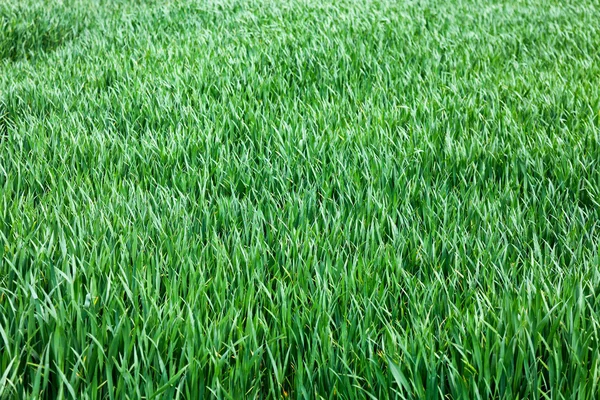 Campo de hierba fresca —  Fotos de Stock