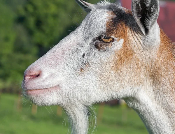 Geit op groen veld — Stockfoto