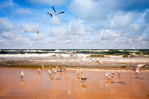 Чайки, летающие над морем — стоковое фото