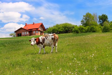 New house and cow on green meadow