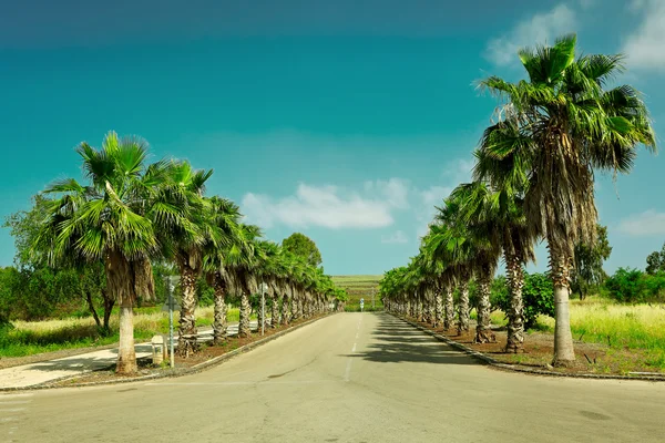 Palmenallee — Stockfoto