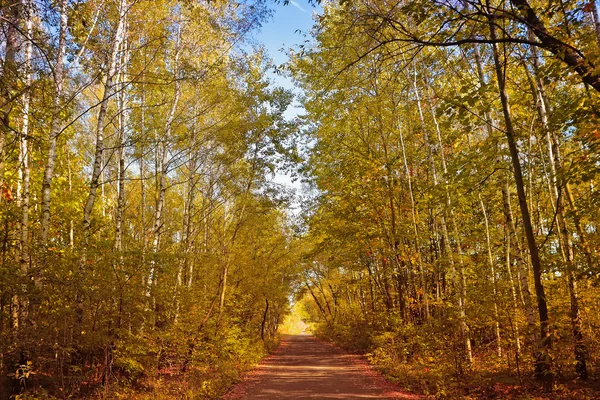 Alley in a autumn forest — Stock Photo, Image