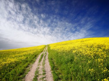 sunrise, sarı yağlı tohum tecavüz alan