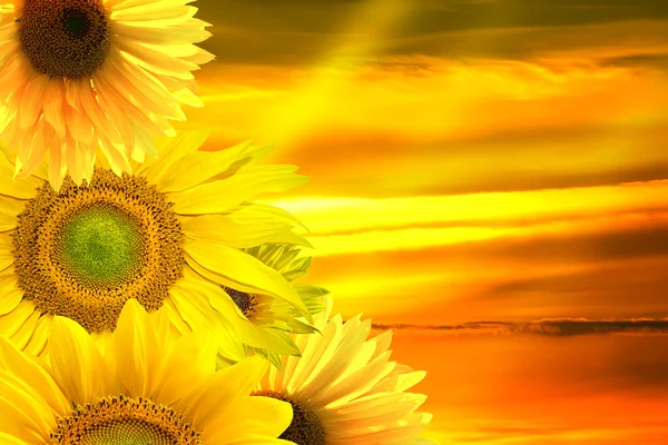 Sunflower banner — Stock Photo, Image