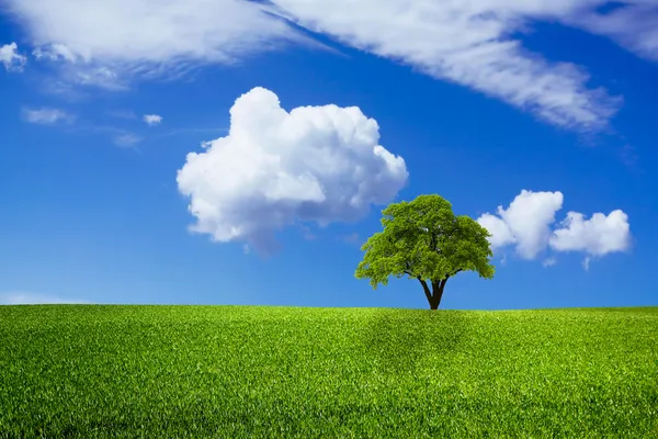 Beautiful green nature