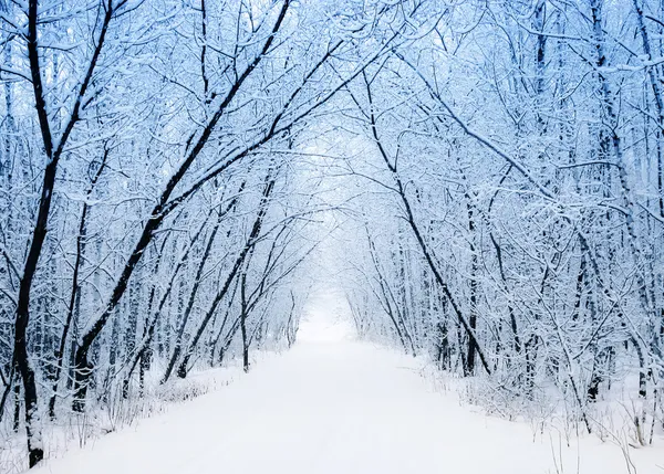 Hiver Images De Stock Libres De Droits