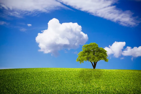 Groen veld en bewolkte lucht — Stockfoto