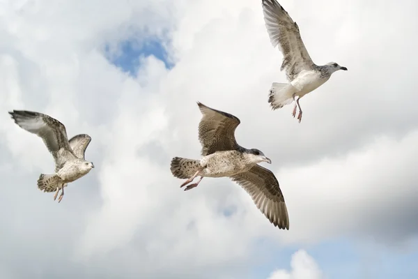 Seagulls flying in the sky — Stock Photo, Image