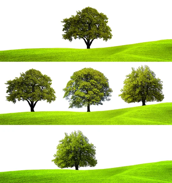 Collection of green trees — Stock Photo, Image