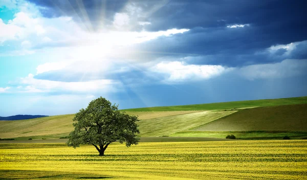 Sunny panorama of nature — Stock Photo, Image