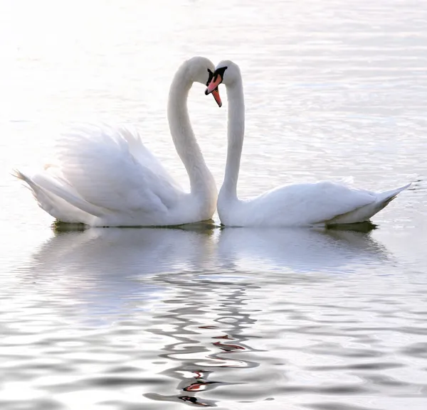 Cisnes apaixonados — Fotografia de Stock