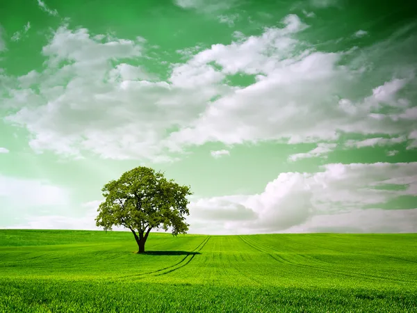 Big tree on green landscape — Stock Photo, Image