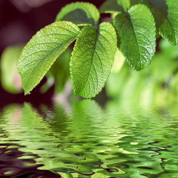 Hojas verdes reflejándose en el agua — Foto de Stock