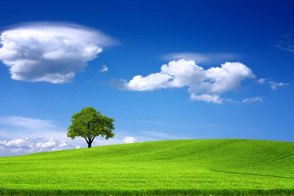 Árvore no campo verde e céu azul — Fotografia de Stock