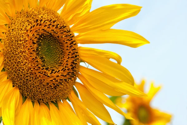 Girasole — Foto Stock